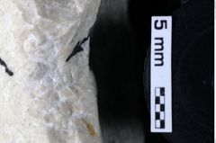 Foto (Detailansicht) von Decapoda indet. (NHMW-GEO-1990-0041-0187)